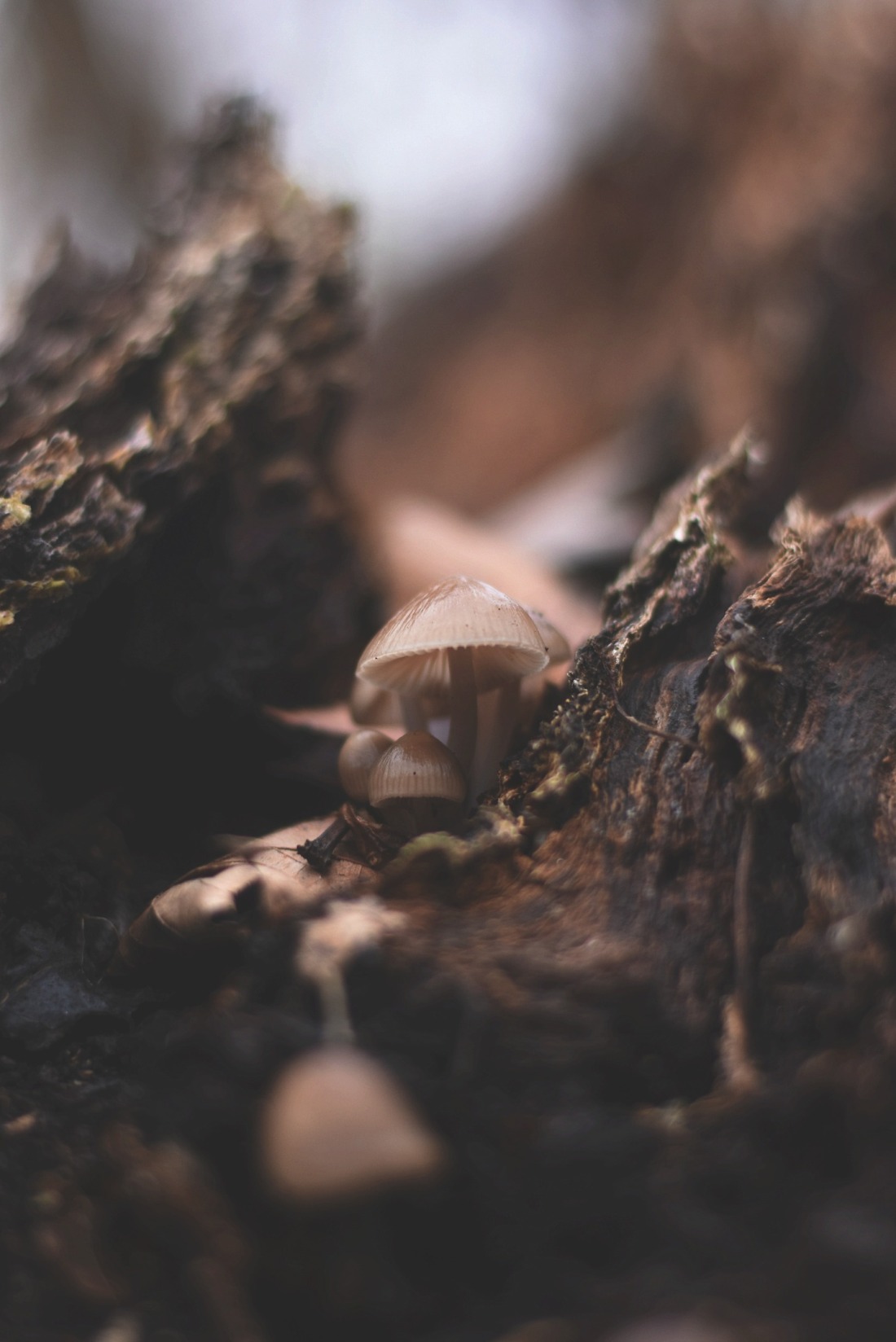 mushroom 5