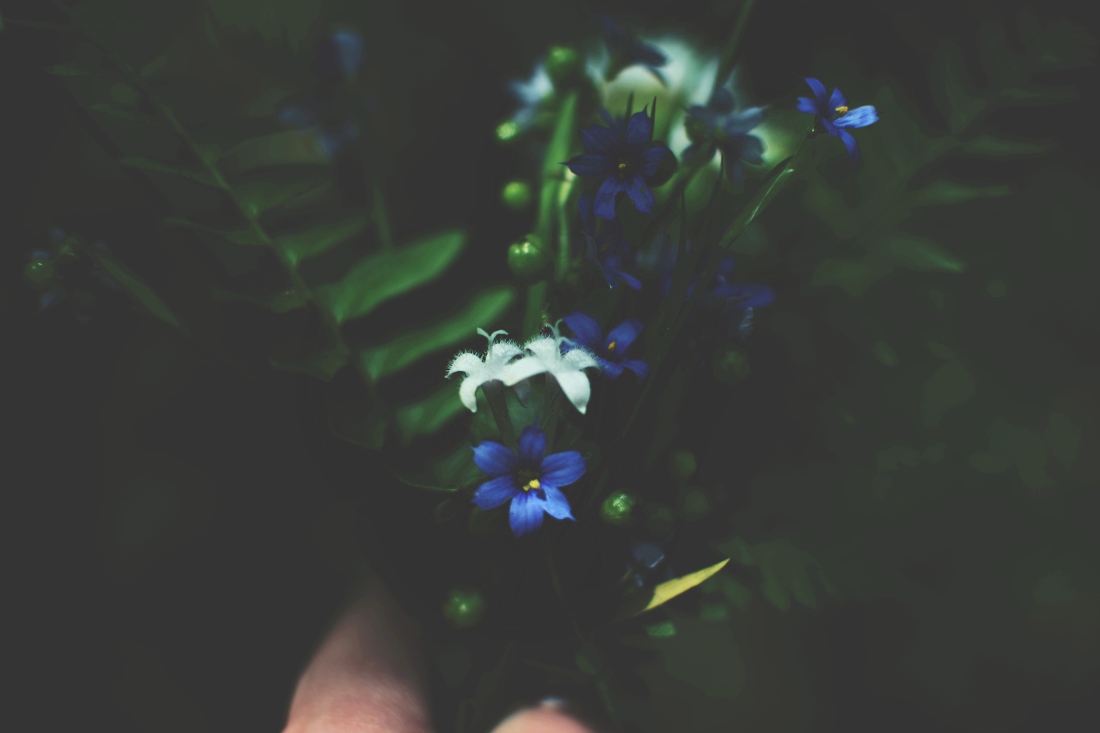 flowers (19)
